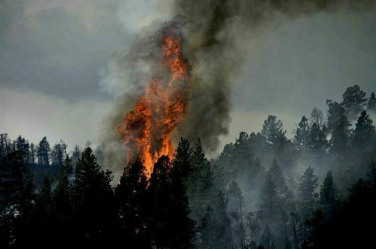 В Рослесхозе назвали регионы в зоне риска лесных пожаров