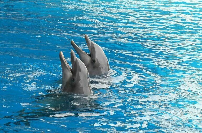 Судьбу дельфинов и белух депутаты решат вместе с Правительством
