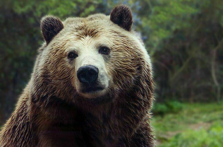 Бурый медведь: изображения без лицензионных платежей