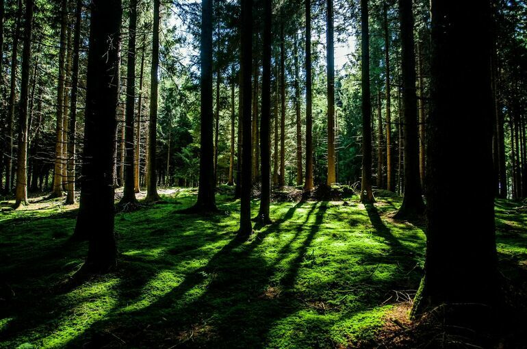 С 18 по 23 мая вводится ограничение на пребывание в лесах Подмосковья