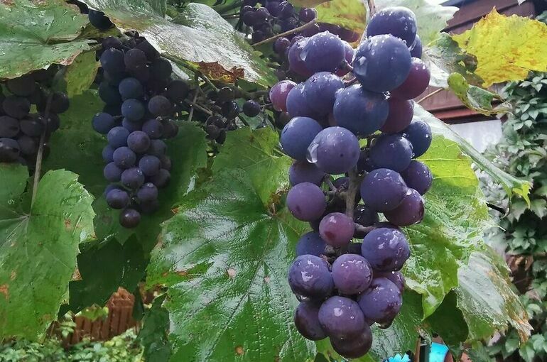 Виноделов обязали завести паспорта виноградного насаждения