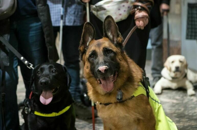 В Петербурге суд разрешил пускать собак-поводырей в метро без намордника