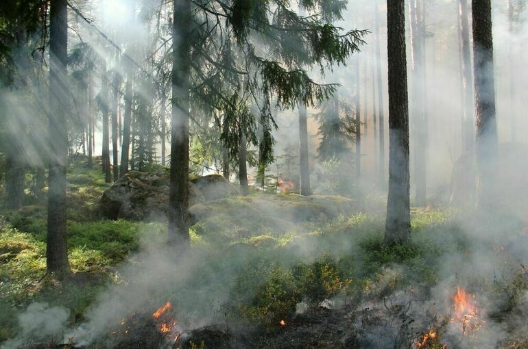 За сутки в России потушили 82 природных пожара