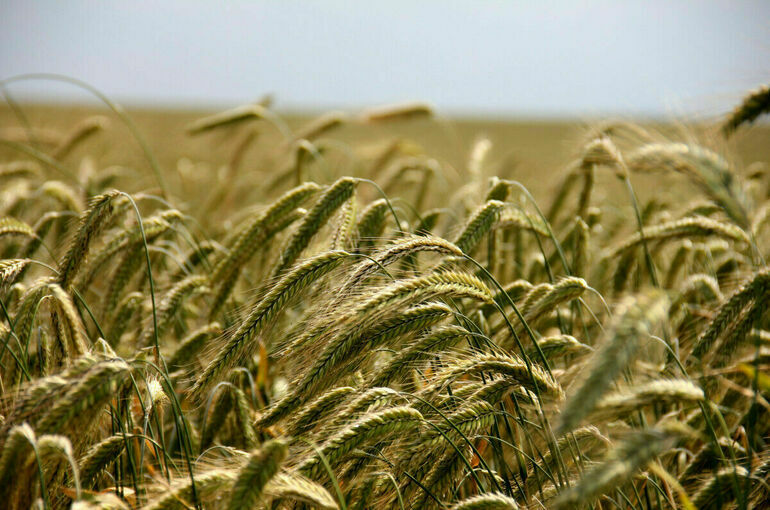 В ООН получили уведомление о приостановке участия РФ в зерновой сделке