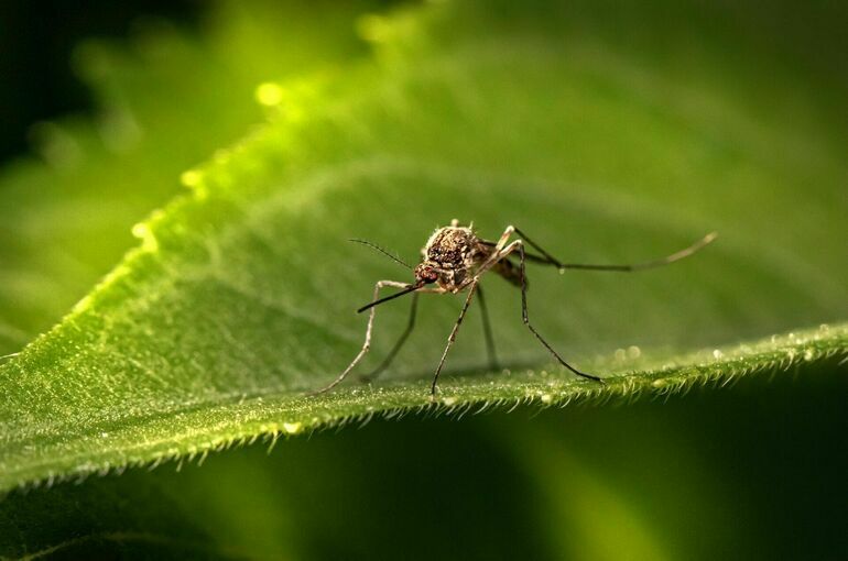 100 000 изображений по запросу Лихорадка денге доступны в рамках роялти-фри лицензии