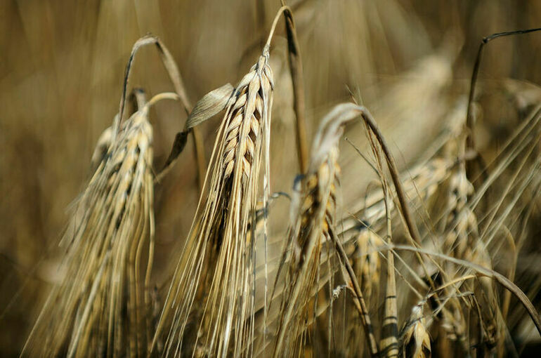 МИД: Переговоры по продлению зерновой сделки не ведутся