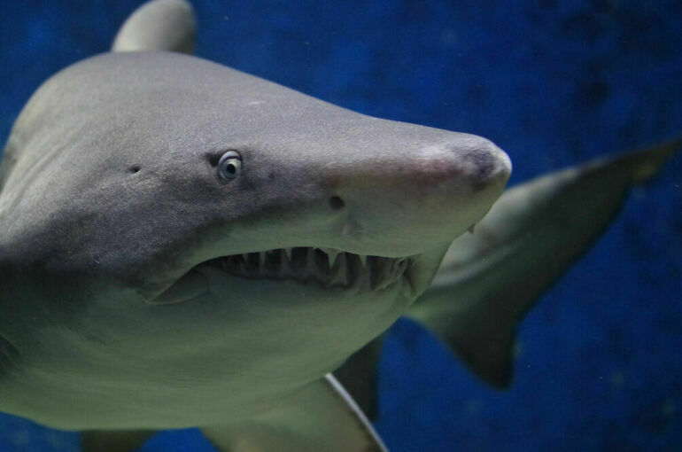 На пляже в Нью-Йорке акула напала на женщину