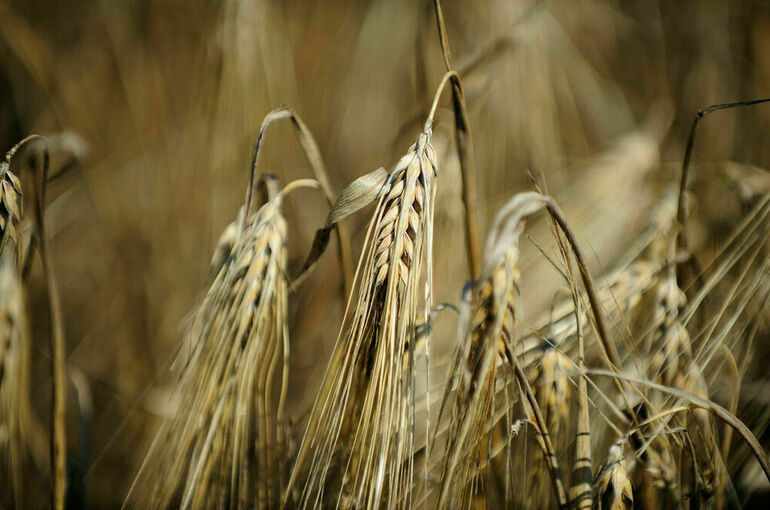 Посол РФ в Турции заявил, что Москва прорабатывает альтернативы зерновой сделке