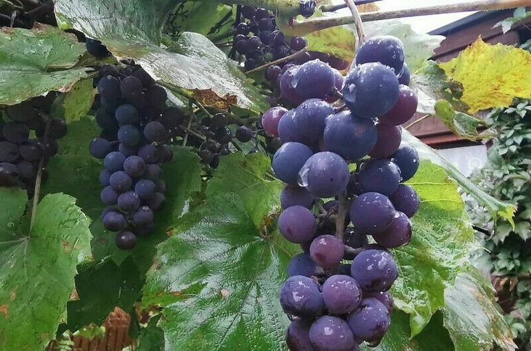 В Крыму заложат две тысячи гектаров виноградников