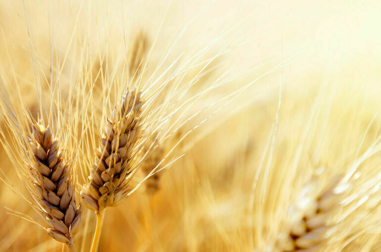 СМИ сообщили о прогрессе в консультациях по возобновлению зерновой сделки