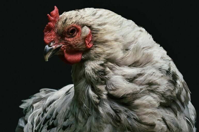 В Минсельхозе заявили, что мясо птицы начнет дешеветь с сентября