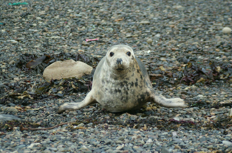 Минприроды: Нужно признать каспийских тюленей находящимися под угрозой исчезновения