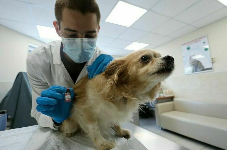 Когда в России появятся зарубежные вакцины для кошек и собак