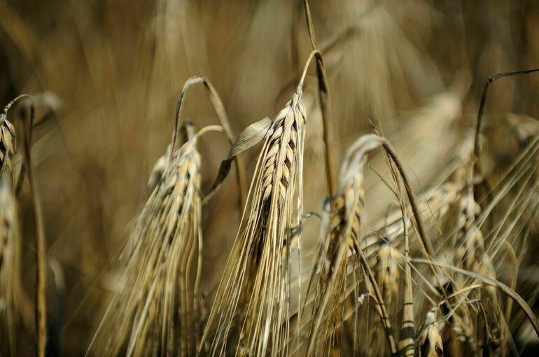 Россия вышла на первое место в мире по экспорту пшеницы, ячменя и гороха