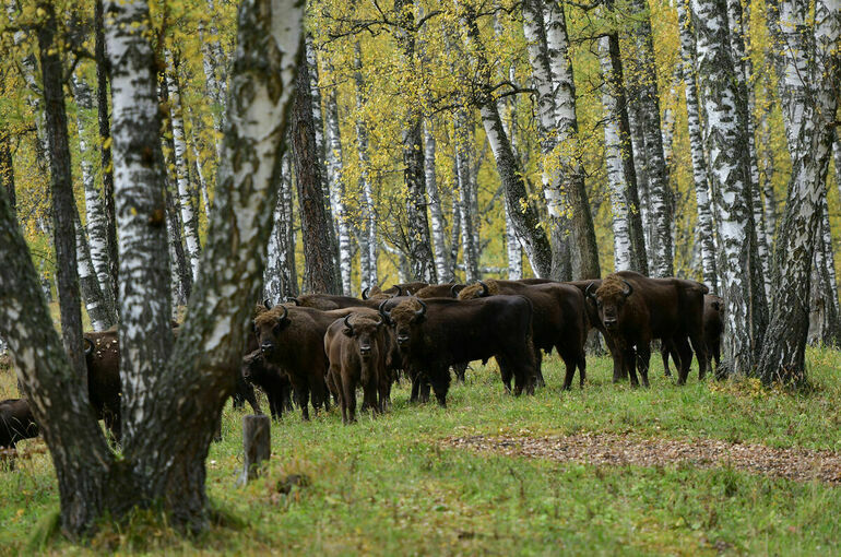 В России планируют возродить реестр племенных животных