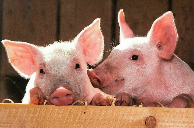 Россельхознадзор ввел временные ограничения на поставки свиного желатина из ЕС