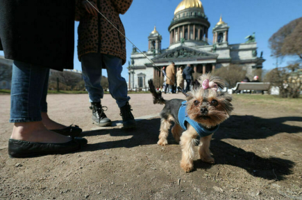 За нарушение правил содержания животных начнут штрафовать